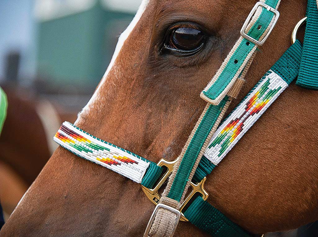Closeup of horse in bridle