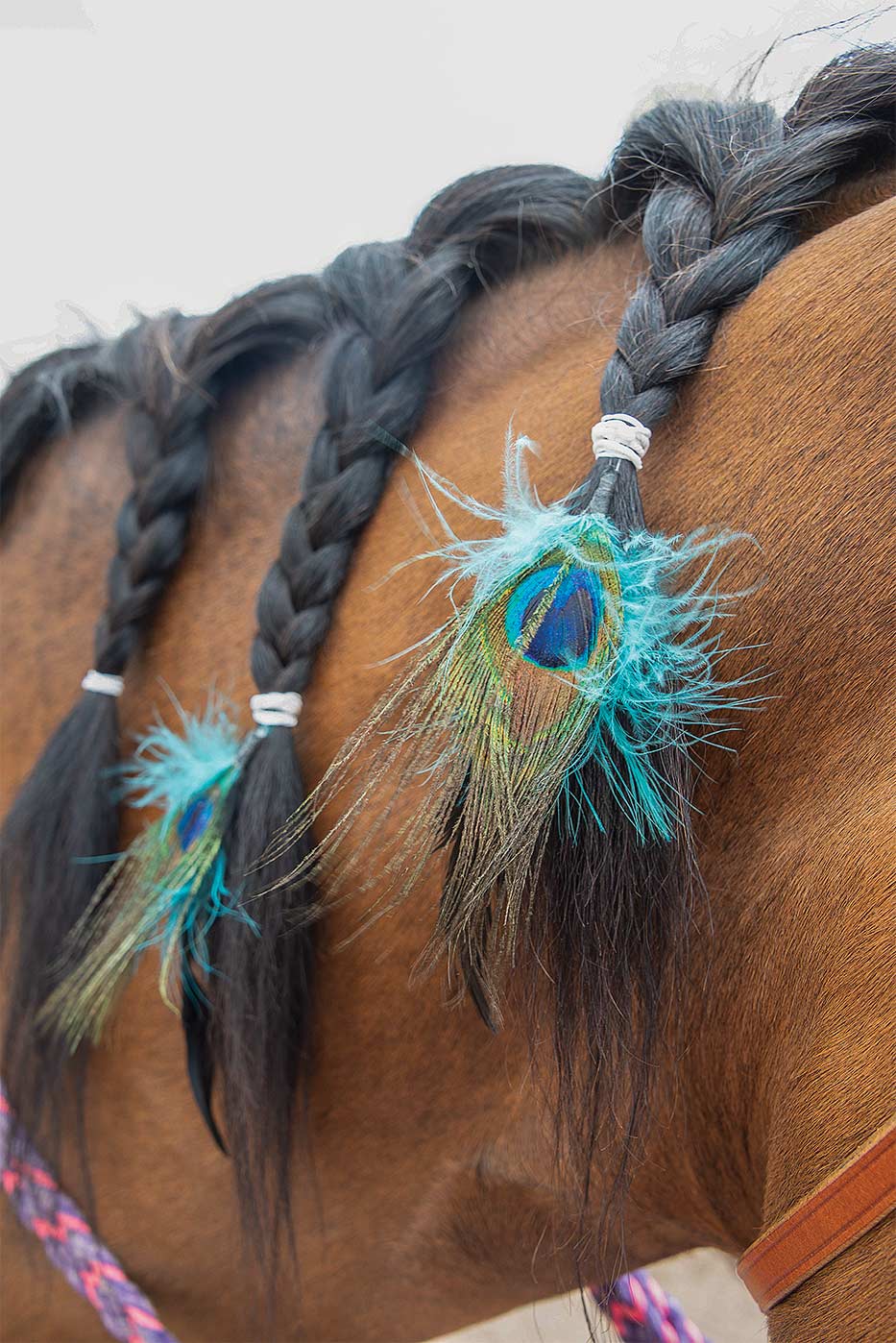 Closeup of horse braids" title="Closeup of horse braids