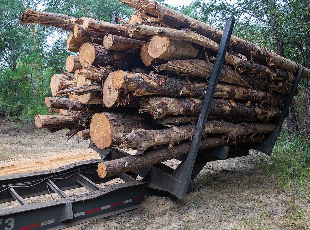 Logs in the bed of a truck