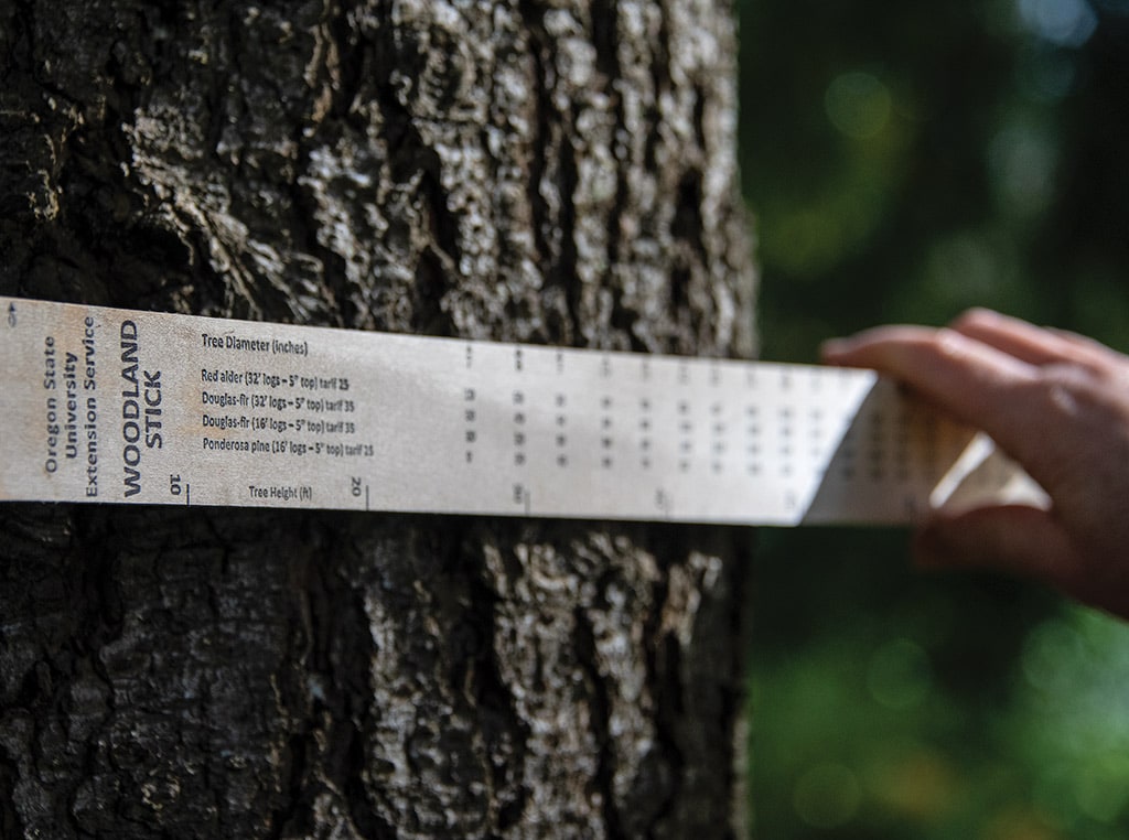 A person measuring a tree