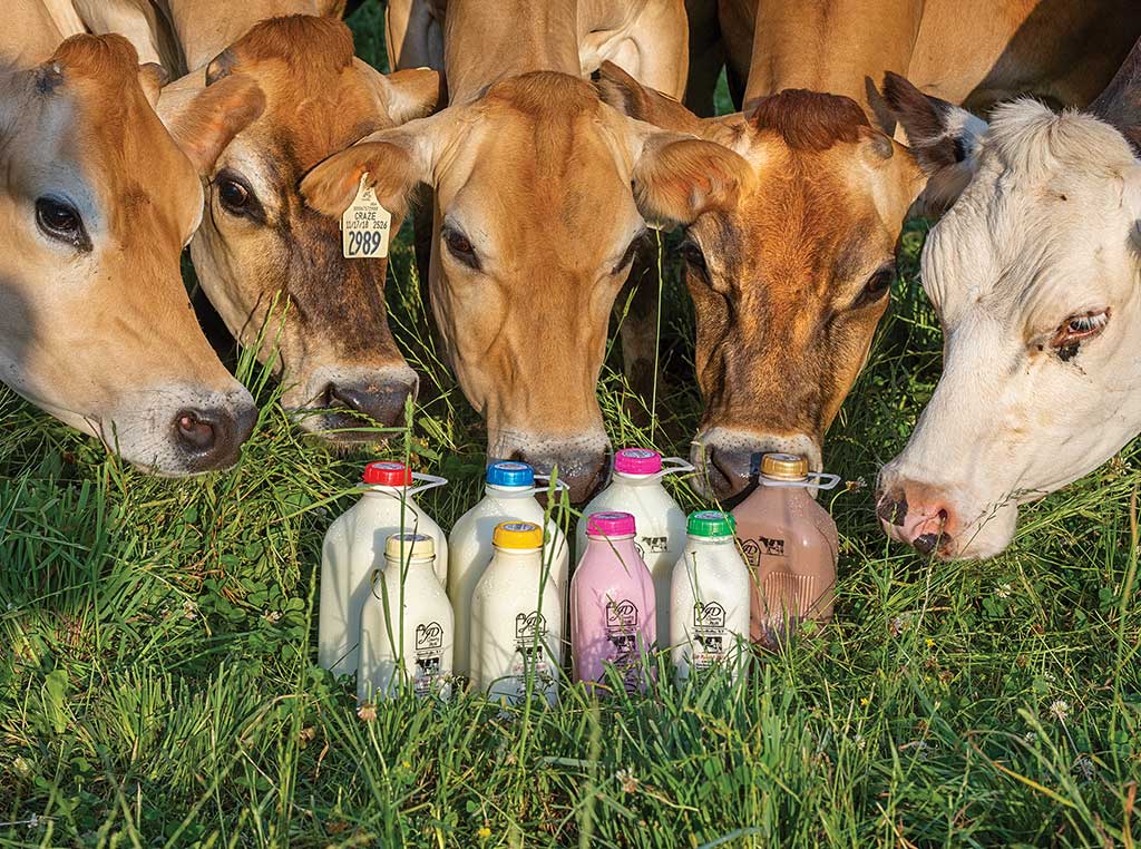 dairy cows smelling milk bottles