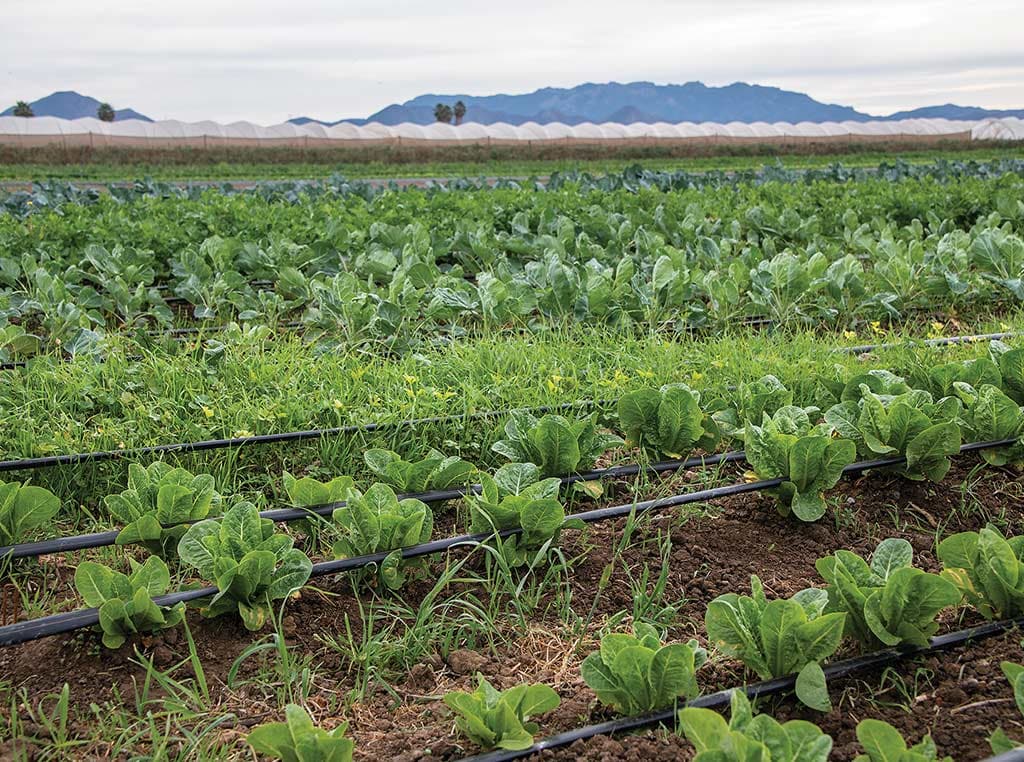 field with mountains in distance