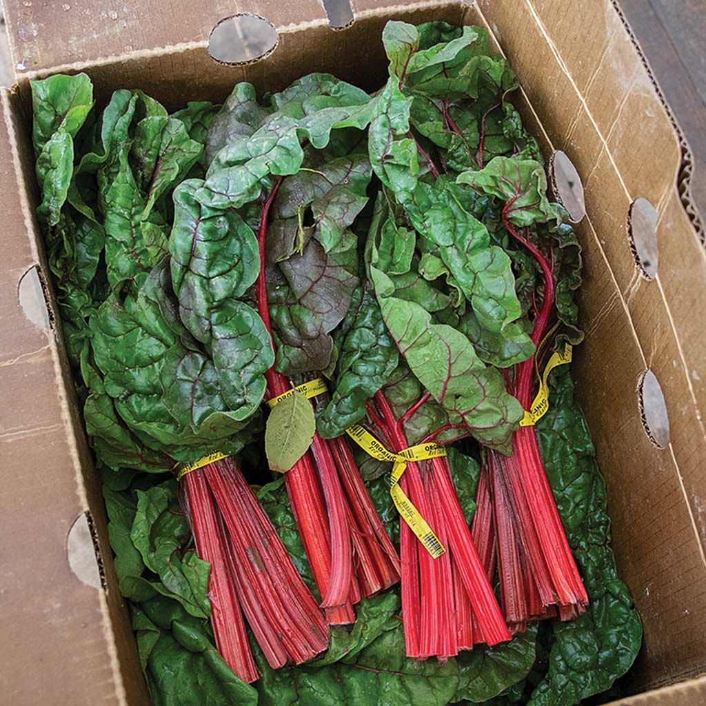 red swiss chard