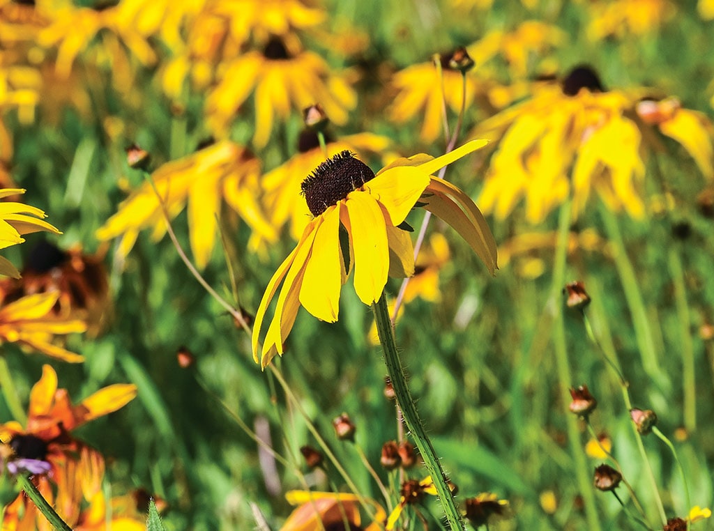 yellow daisies