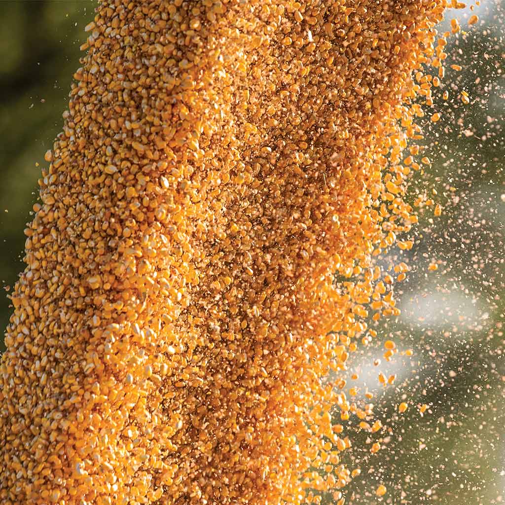 falling corn kernels
