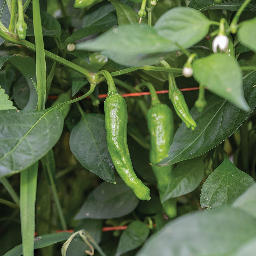 peppers on vine