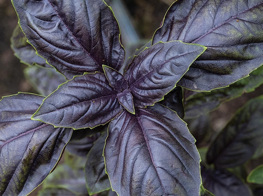 purple basil