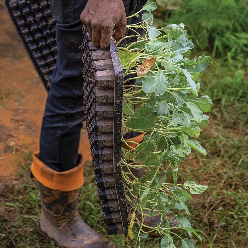 hand holding a flat of seedlings