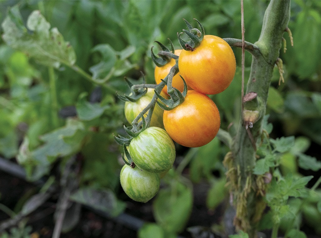 tomatoes on vine