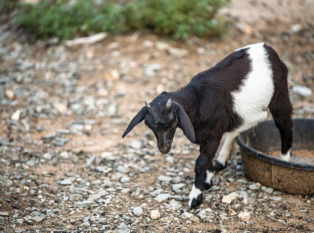 Black and white baby goat