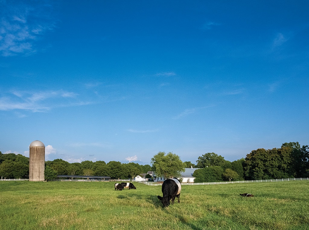 dairy farm with cows and silo in the distance