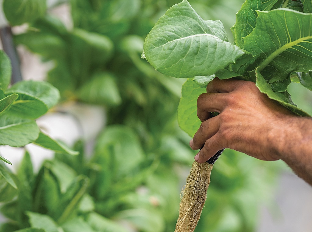 hands holding plant with roots exposed