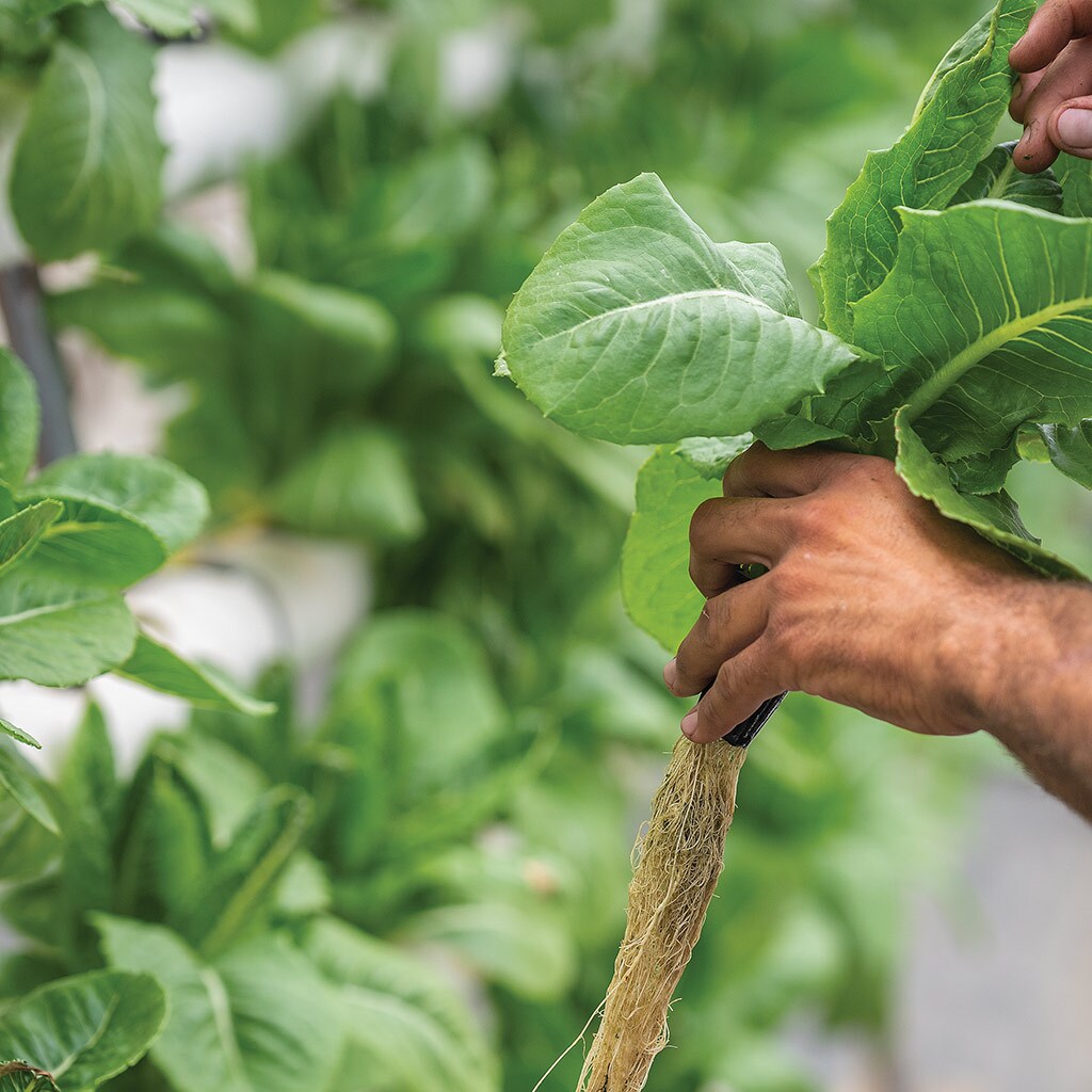Water in the End Rows