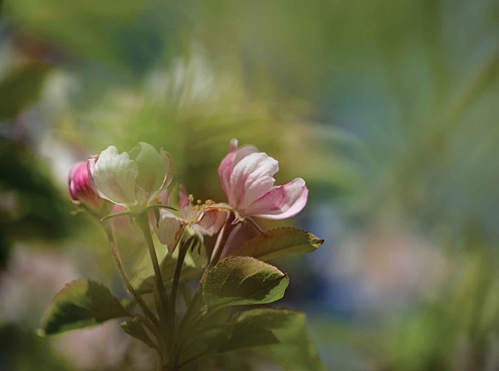 apple blossoms