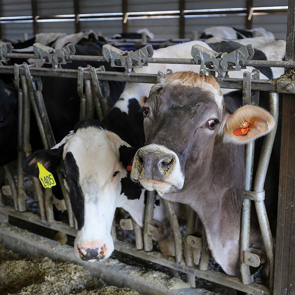 Dairy cattle in pen
