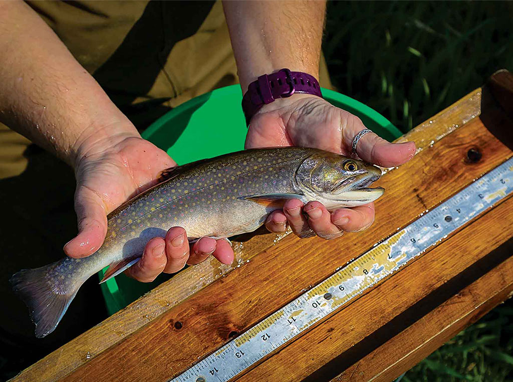 hands cradling brook trout
