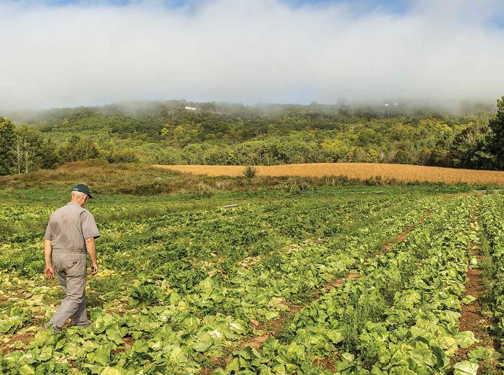 man walking through field of crops