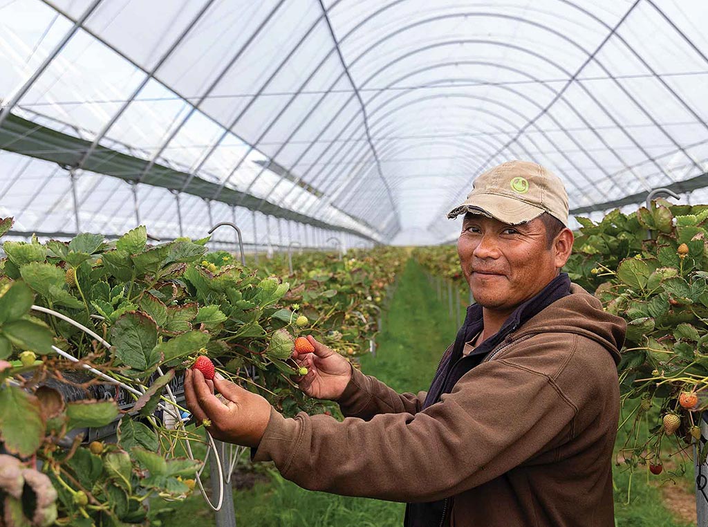 strawberries growing in a greenhouse