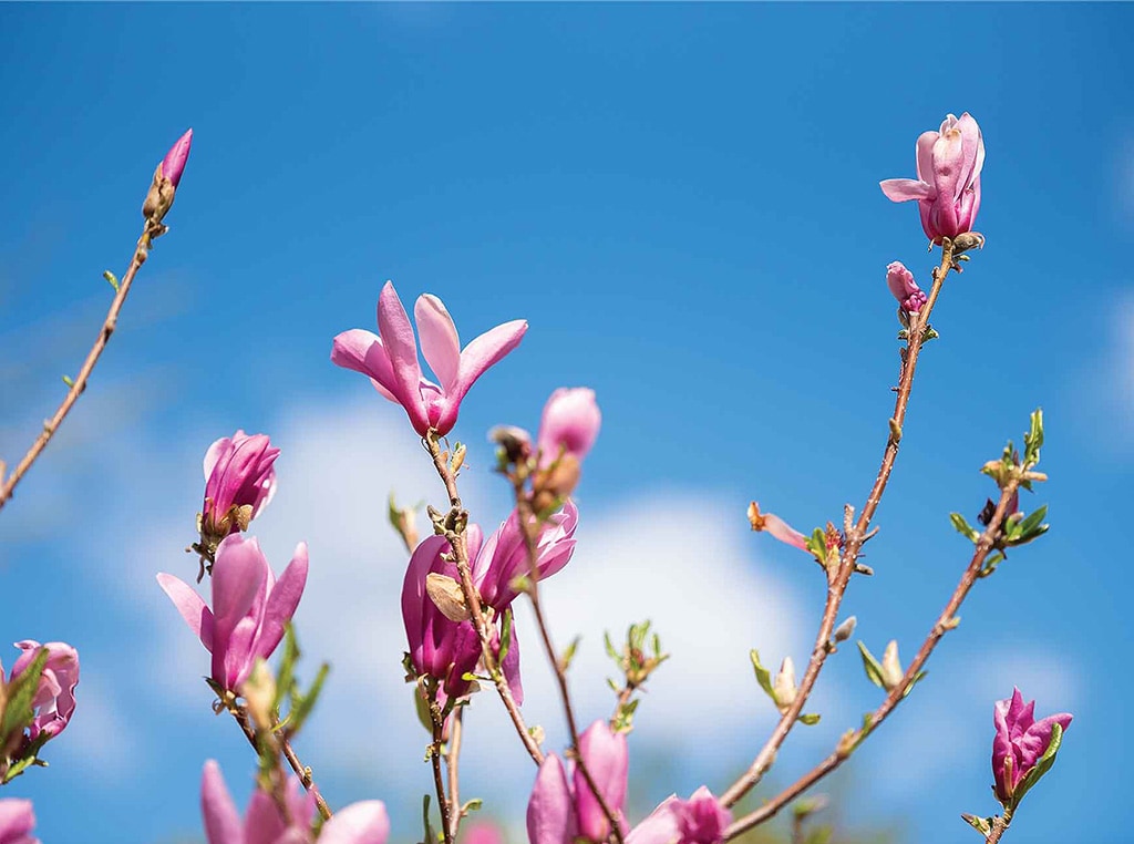 closeup of magnolia buds