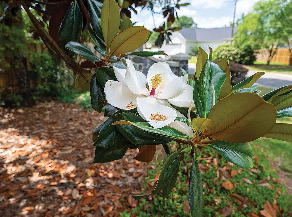 closeup of magnolia flower