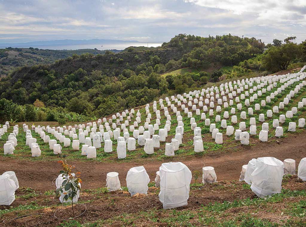 net-covered coffee plants