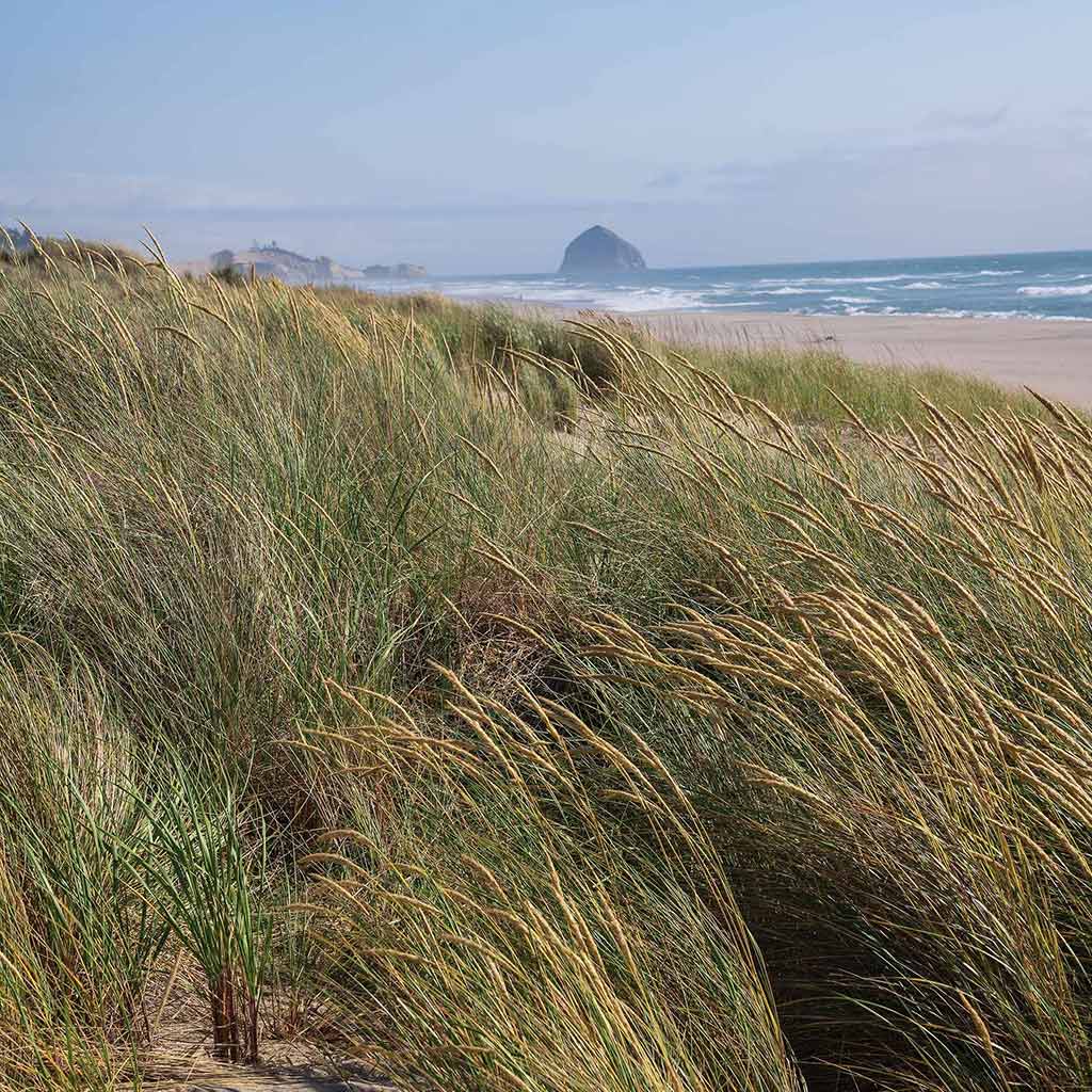 long grasses at the beach in Oregon's North Coast