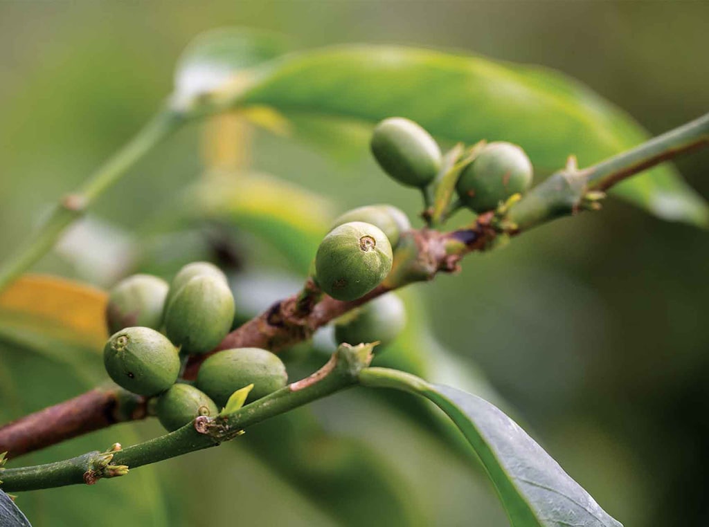 coffee beans on a branch