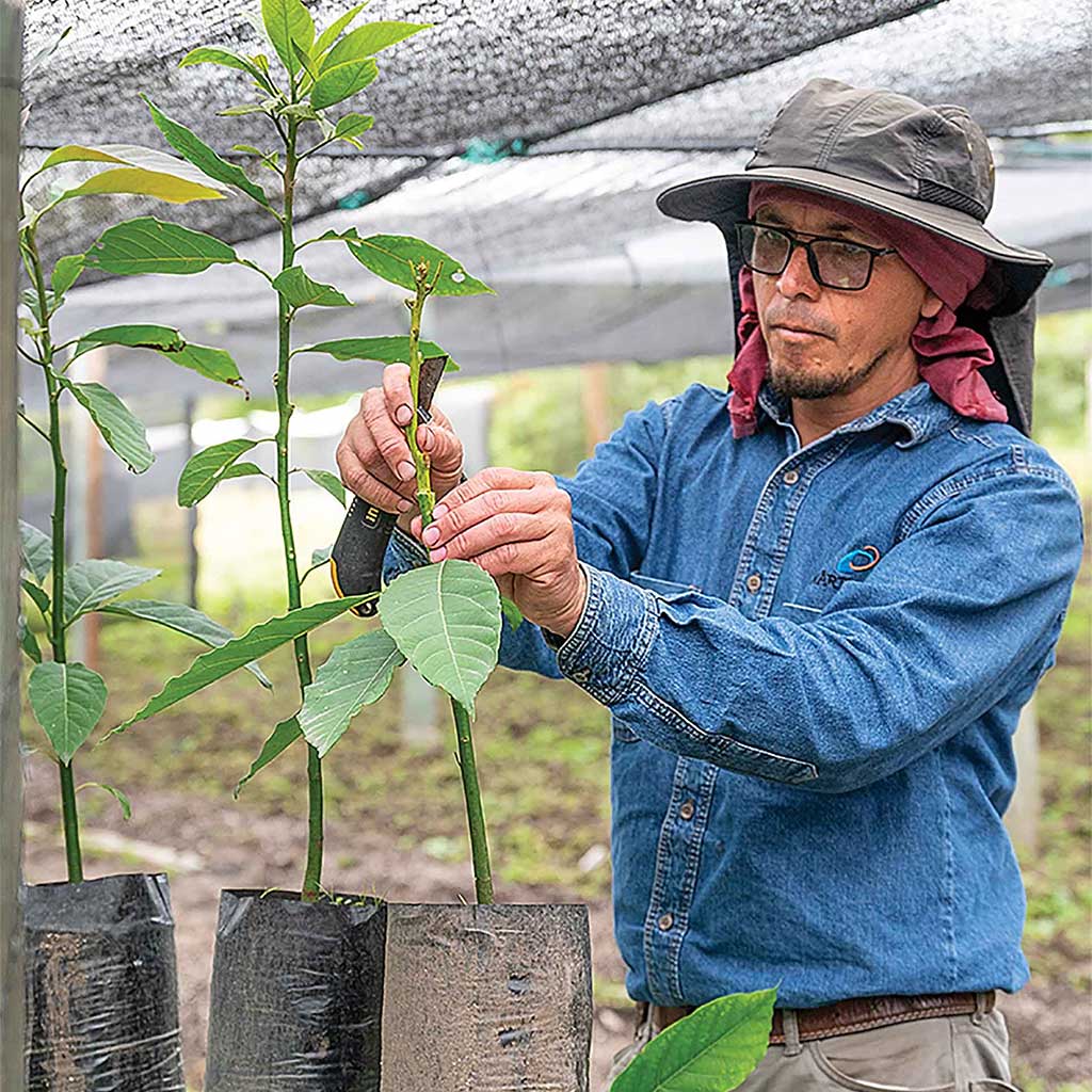 farmer grafting avocado plant