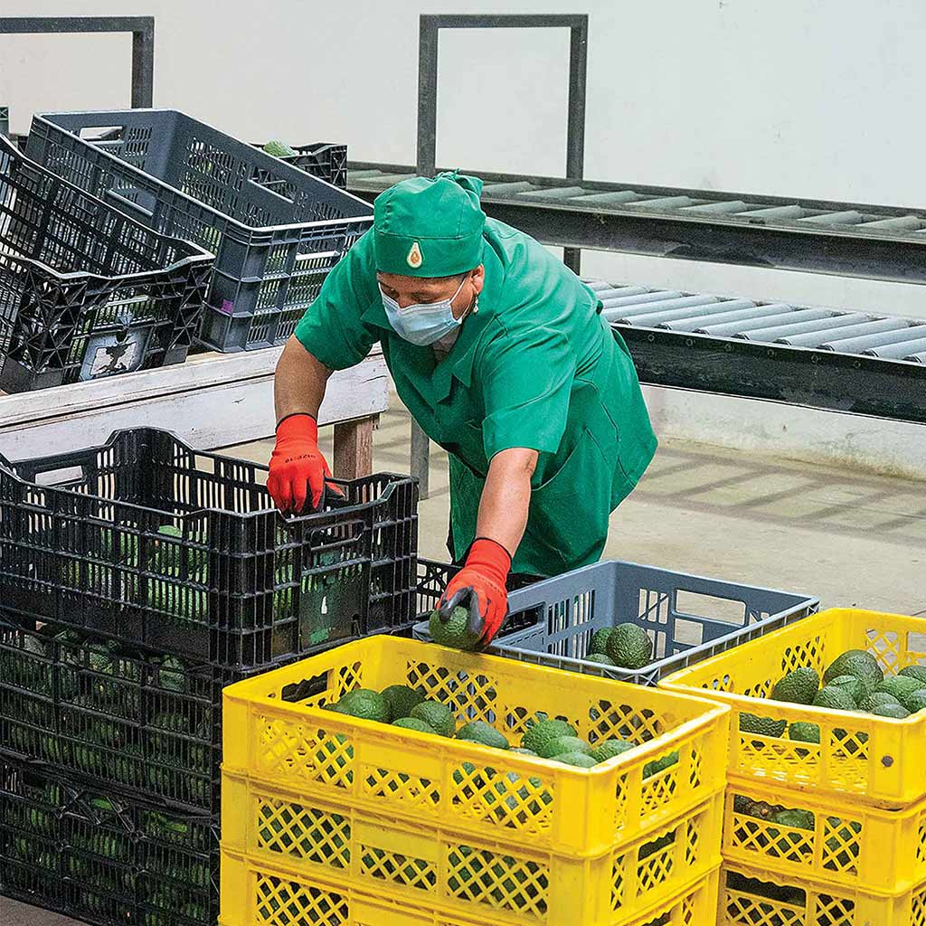 worker sorting avocados