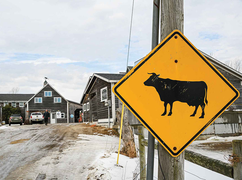 cattle crossing sign in front of farmhouses