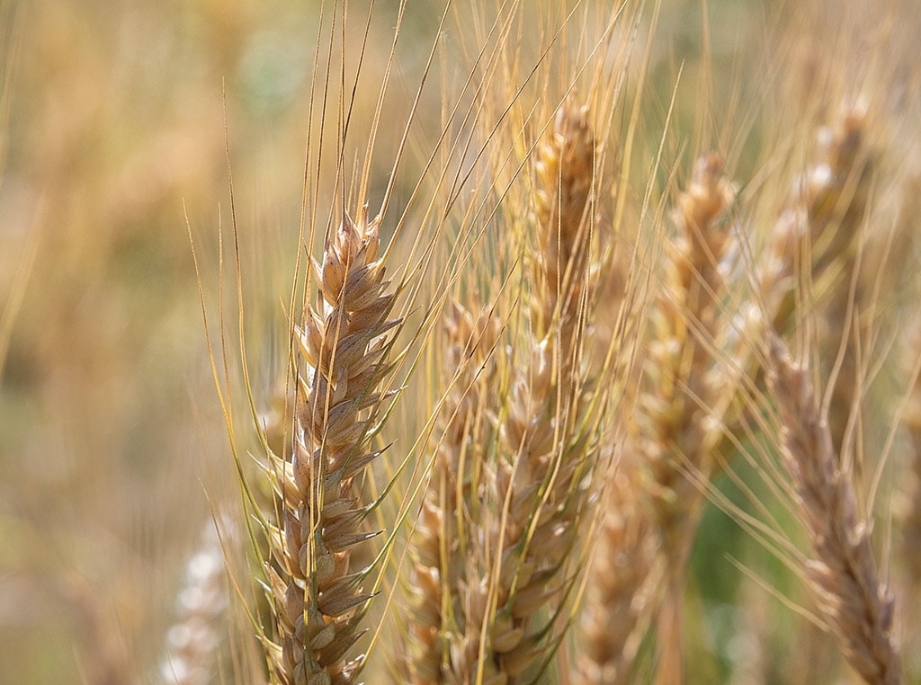 Close up of wheat plant