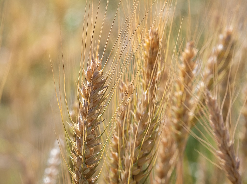 Close up of wheat plant