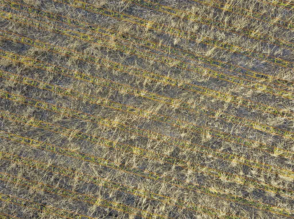 rows of plants from above