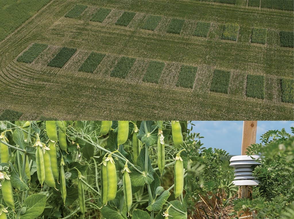 Collage of fields and plants