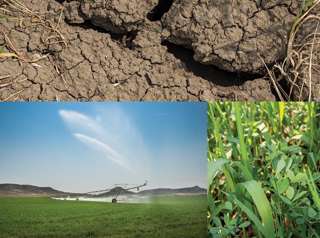 Collage of fields and plants