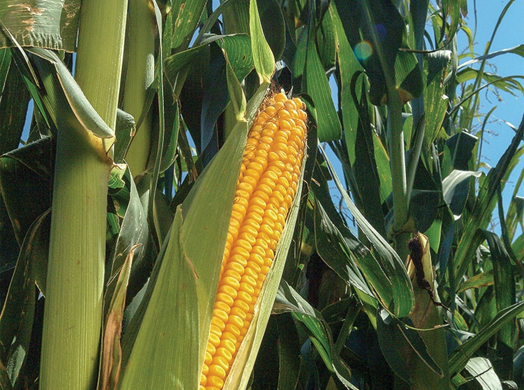 a cob of corn on the stalk