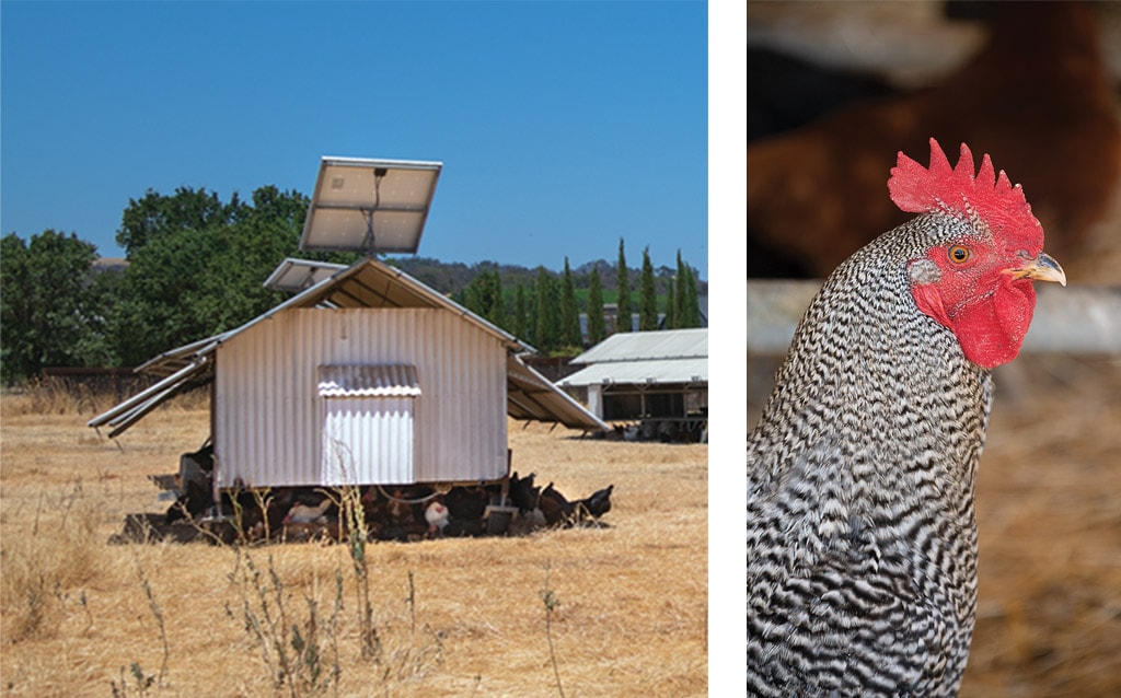 Photo of a barn and close up of a chicken