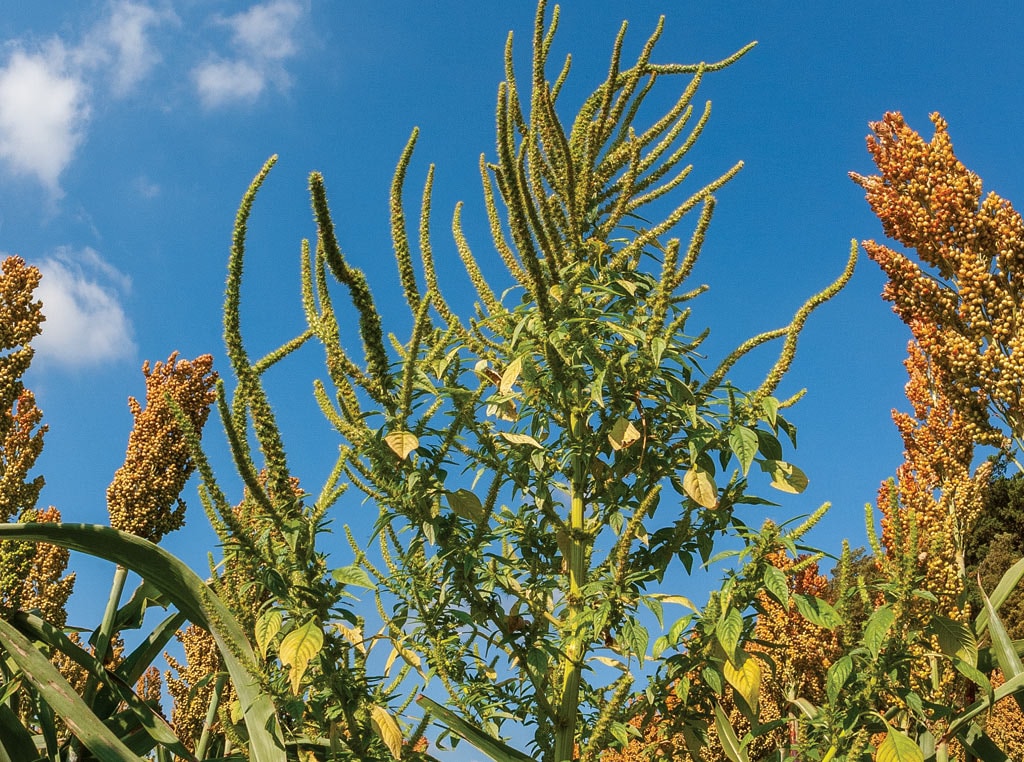 water hemp plant