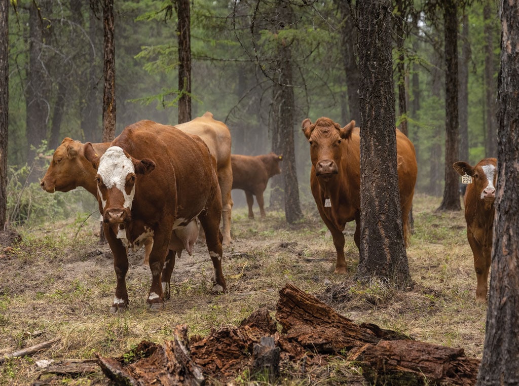 cows standing with trees 