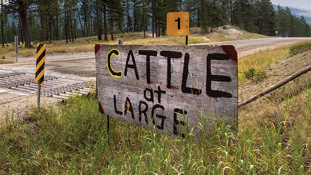 cattle sign by road