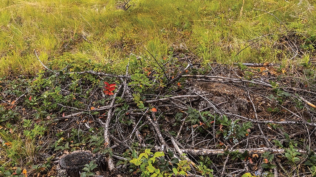 grass growing amongst branches on forest floor