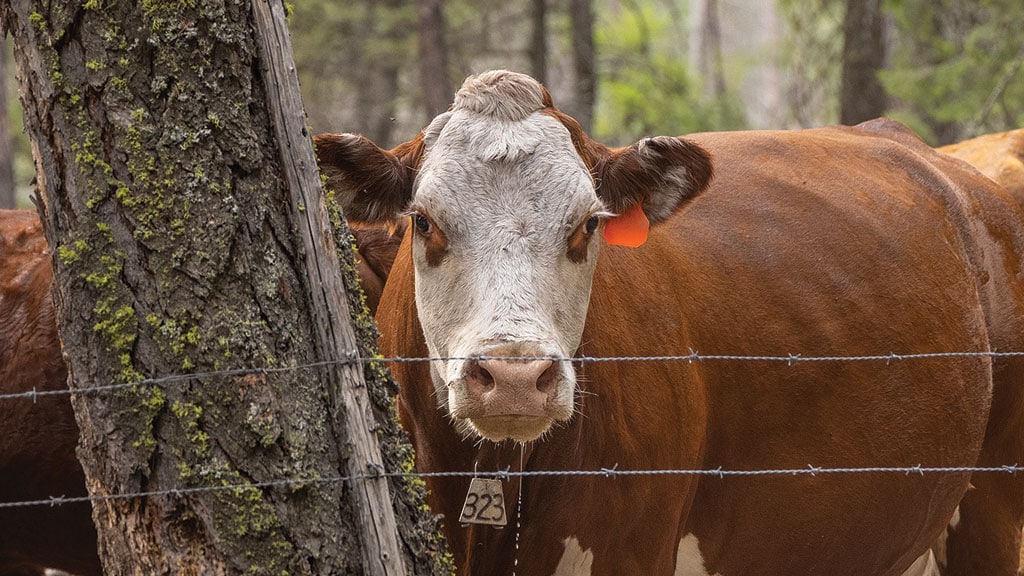 Cow facing the camera