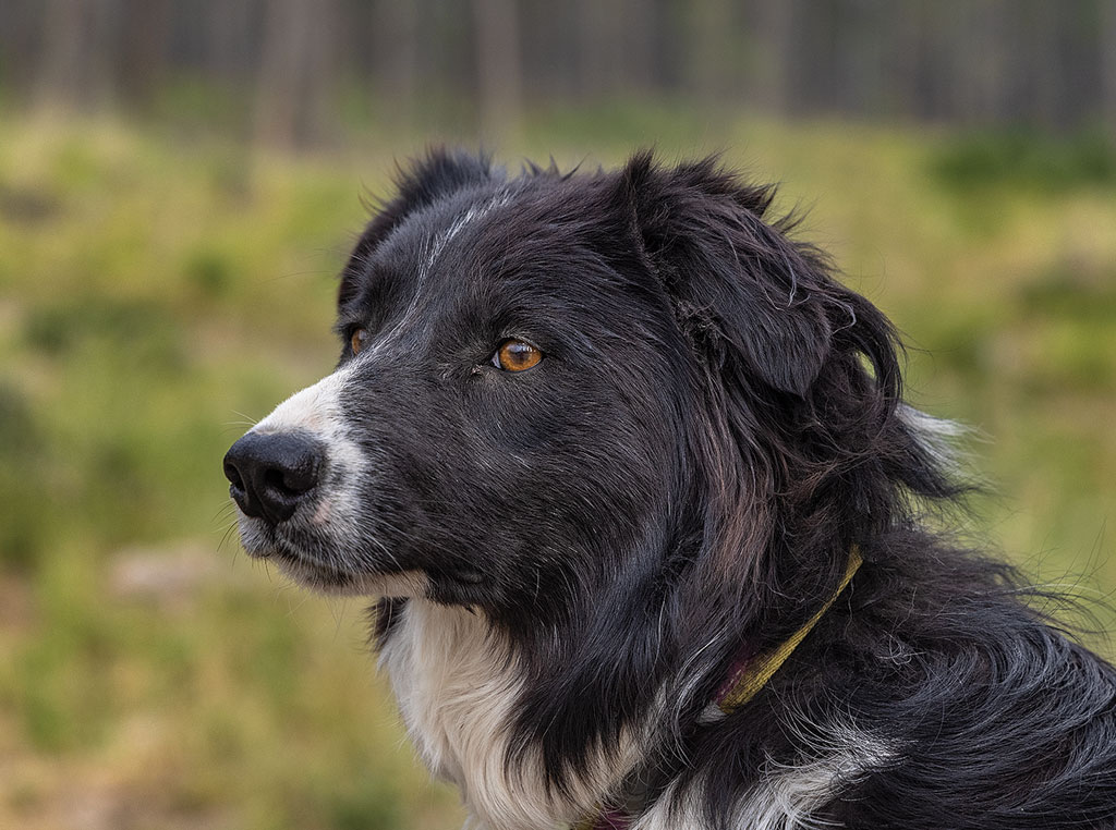 face of dog looking off into distance