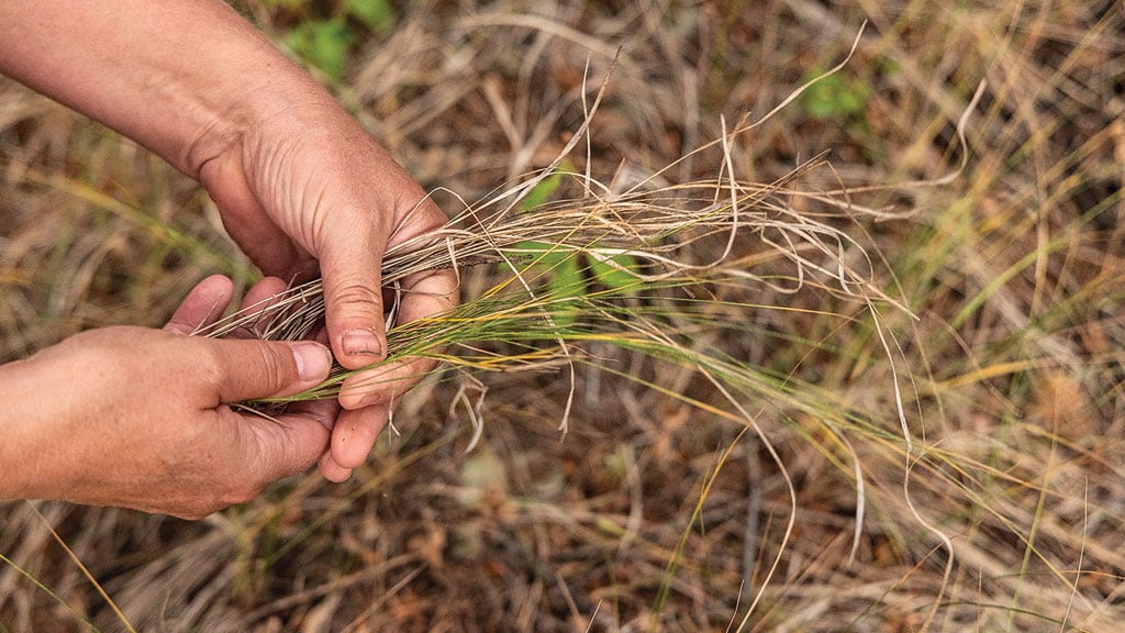 Hands holding grass