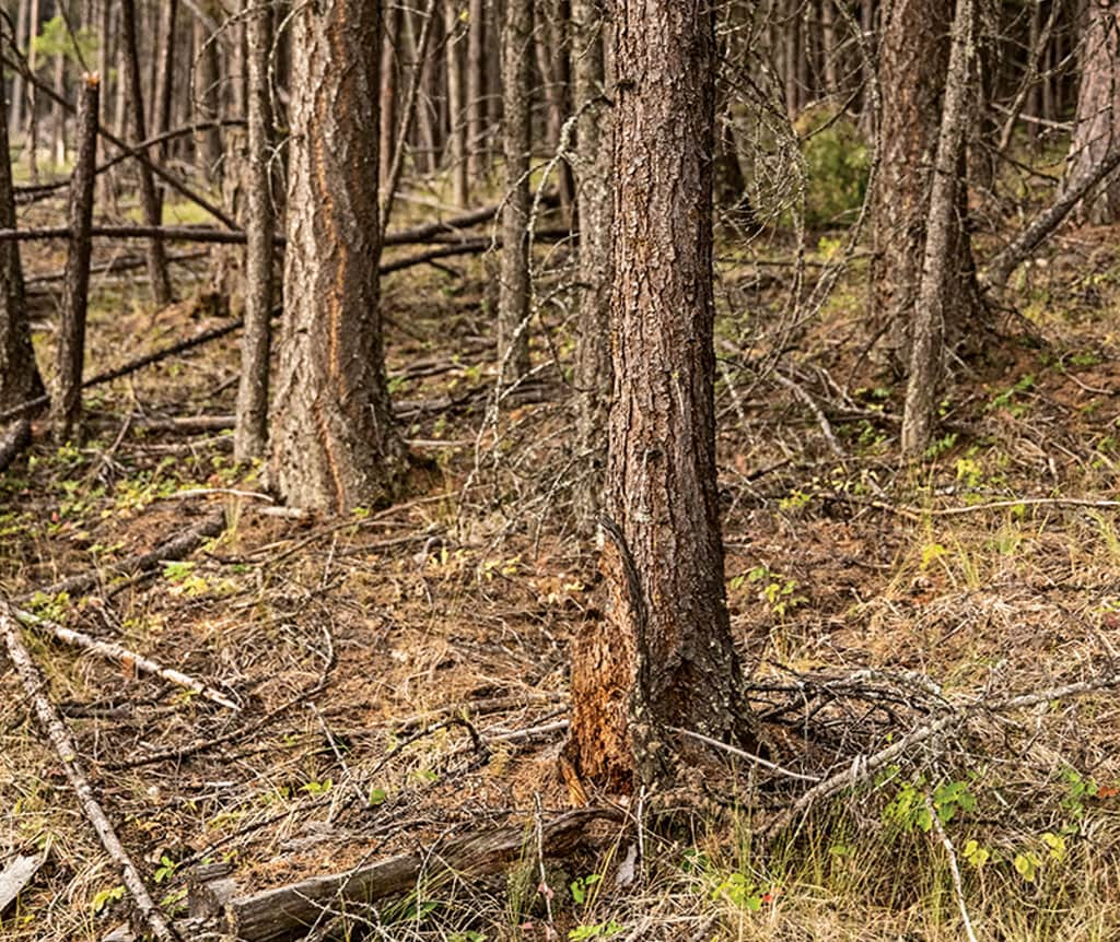 photo of trees