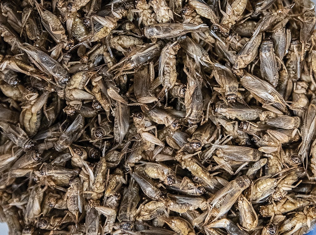 harvested crickets