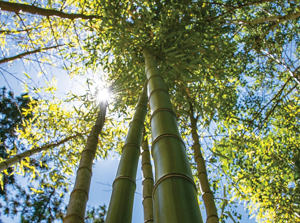 bamboo in sunlight