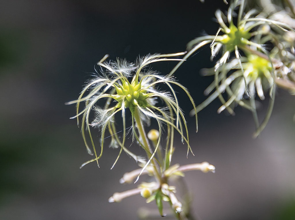 clematis tibetana plant