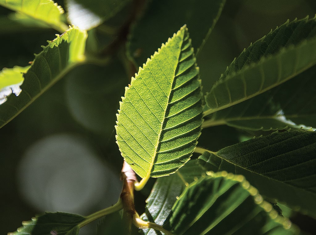 Asian hornbeam leaf