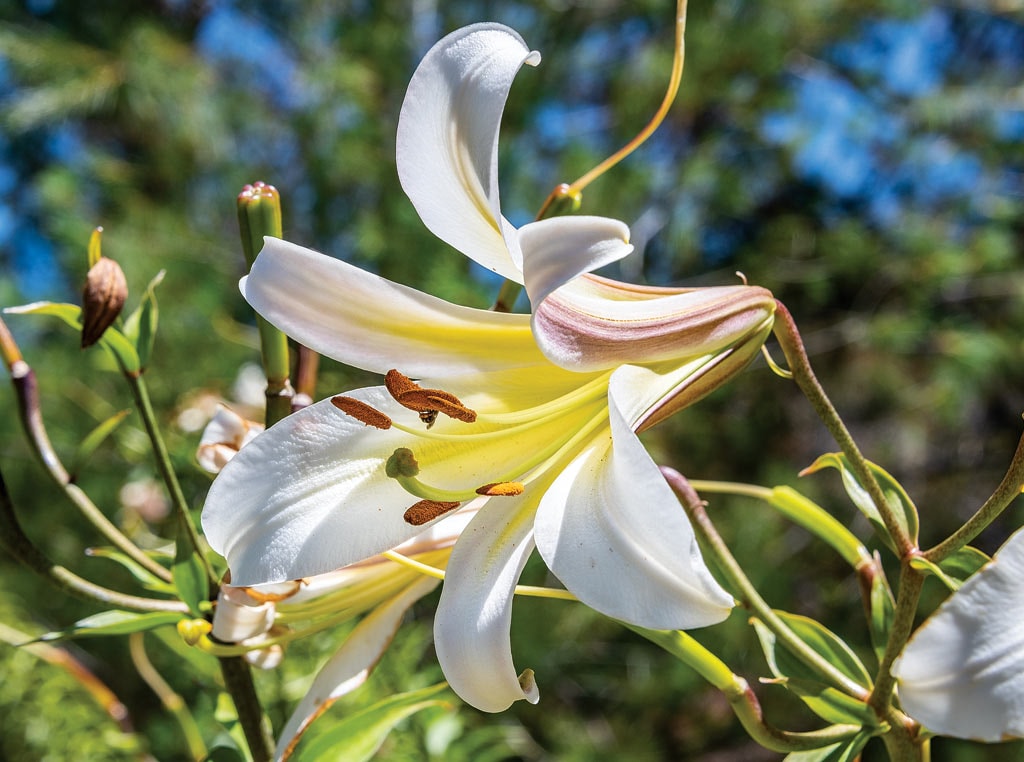 Lilium sargentiae